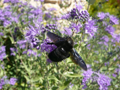 Insekt auf Bartblume