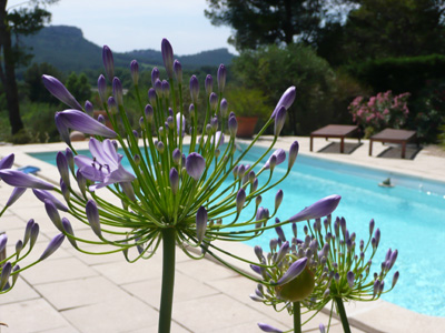 Agapanthus