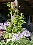 Ferienhaus Mas de Suspiron - Agapanthus