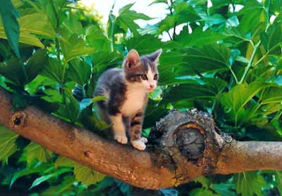 Maussane krabbelt mit 6 Wochen schon auf den Maulbeerbaum