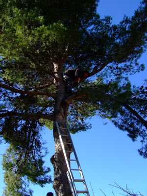 Hoch_auf_dem_Baum!