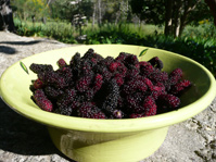 Maulbeeren vom eigenen Baum