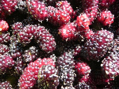 Maulbeeren