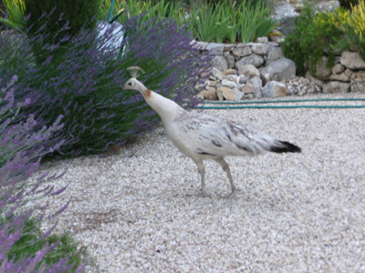 Pfauenbesuch