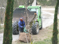 Umtransport des Arbousiers