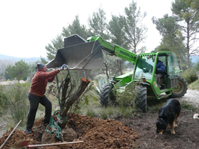 Umtransport des Arbousiers