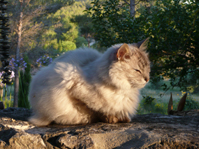 Niurij
