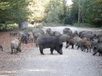 Wildschweinrotten