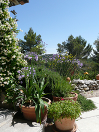 Neugepflanzte Agapanthus