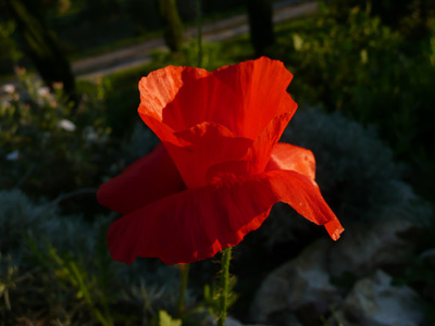 Mohnblume im Garten