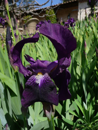 Iris