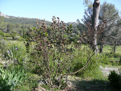 verdorrter Erdbeerbaum