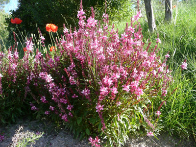 Gaura