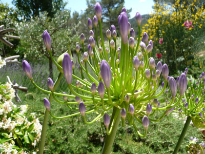 Agapanthus