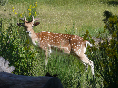 Junger Hirsch