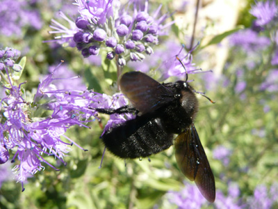 Die Insekten fliegen ...