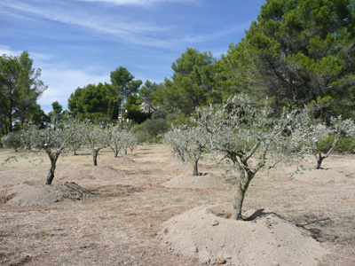 Olivenhain im Mas de Suspiron