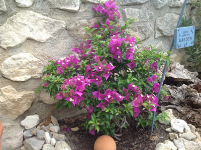 blühender Bougainvillea