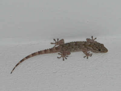 Gecko